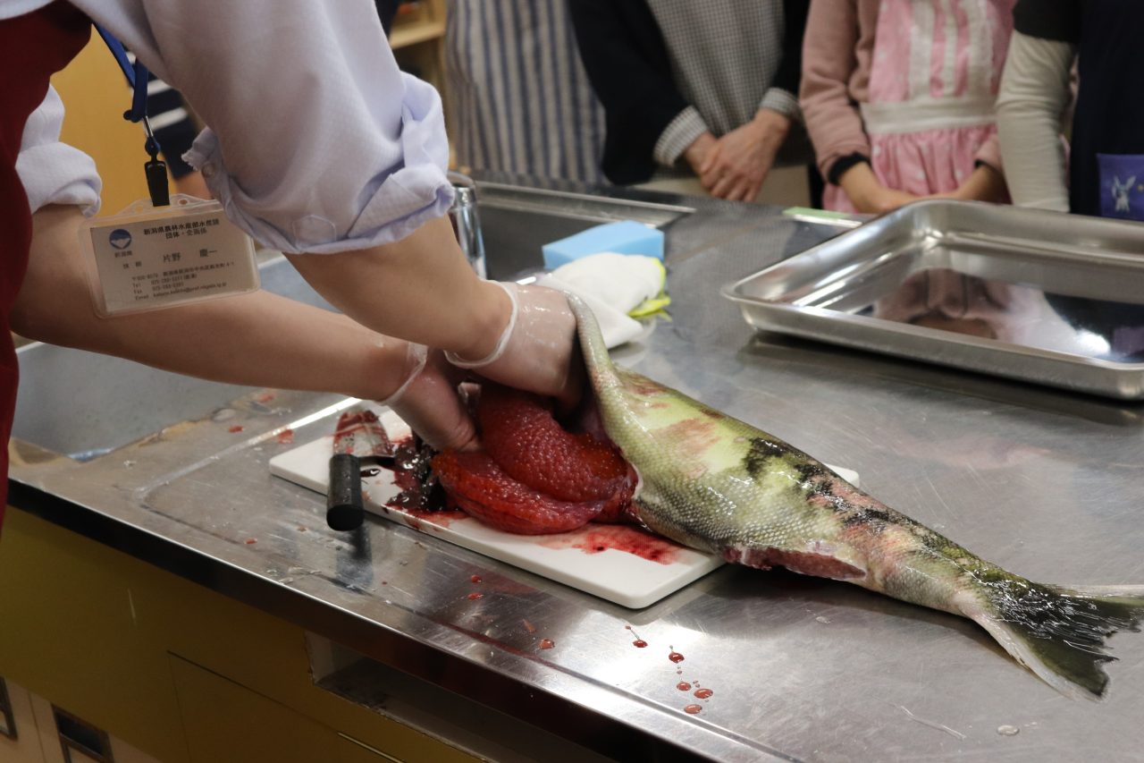 写真1：お魚をさばいて食べよう